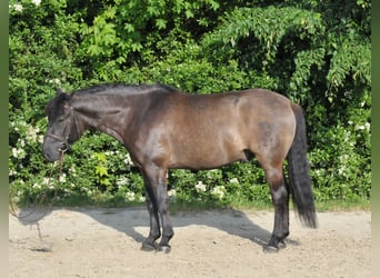 Huçul / Hucul / Huzul, Castrone, 6 Anni, 147 cm, Falbo