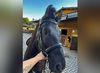 Huçul / Hucul / Huzul, Castrone, 6 Anni, 148 cm, Morello