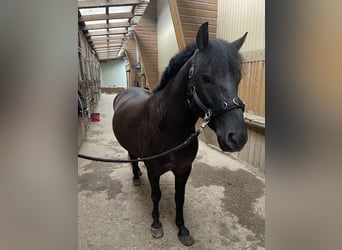 Huçul / Hucul / Huzul, Castrone, 6 Anni, 148 cm, Morello