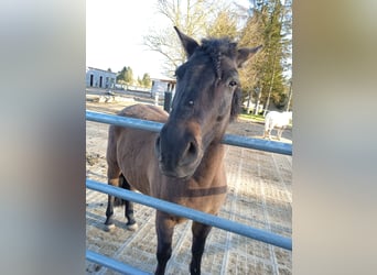 Huçul / Hucul / Huzul, Castrone, 7 Anni, 145 cm, Baio scuro