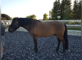 Huçul / Hucul / Huzul, Castrone, 7 Anni, 145 cm, Baio scuro