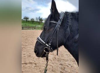 Huçul / Hucul / Huzul, Castrone, 8 Anni, 130 cm, Morello