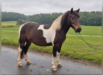 Huçul / Hucul / Huzul, Castrone, 9 Anni, 144 cm, Pezzato