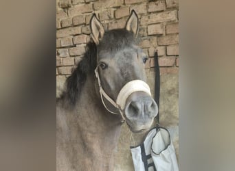 Huçul / Hucul / Huzul, Giumenta, 10 Anni, 140 cm, Falbo