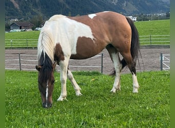 Huçul / Hucul / Huzul, Giumenta, 10 Anni, 141 cm, Pezzato