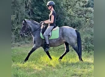 Huçul / Hucul / Huzul Mix, Giumenta, 12 Anni, 143 cm, Falbo baio