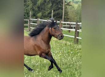 Huçul / Hucul / Huzul, Giumenta, 3 Anni, 140 cm, Baio