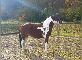 Huçul / Hucul / Huzul, Giumenta, 3 Anni, 140 cm, Pezzato