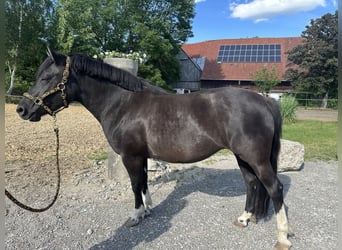 Huçul / Hucul / Huzul, Giumenta, 4 Anni, 143 cm, Baio nero