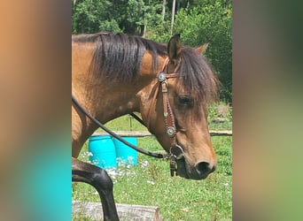 Huçul / Hucul / Huzul, Giumenta, 5 Anni, 142 cm, Falbo