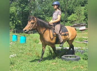 Huçul / Hucul / Huzul, Giumenta, 5 Anni, 142 cm, Falbo