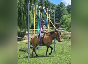 Huçul / Hucul / Huzul, Giumenta, 5 Anni, 142 cm, Falbo