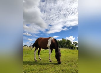 Huçul / Hucul / Huzul, Giumenta, 5 Anni
