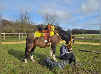 Huçul / Hucul / Huzul, Giumenta, 7 Anni, 146 cm