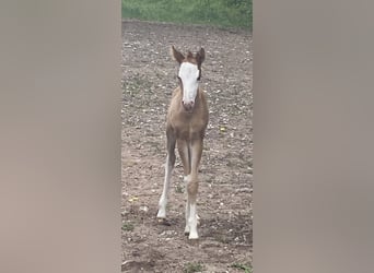 Huçul / Hucul / Huzul, Giumenta, 8 Anni, 148 cm, Baio