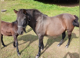 Huçul / Hucul / Huzul, Giumenta, 9 Anni, 144 cm, Baio scuro