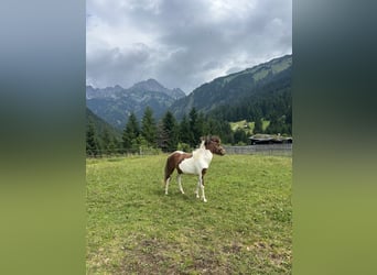 Huçul / Hucul / Huzul Mix, Stallone, 2 Anni, 134 cm, Pezzato