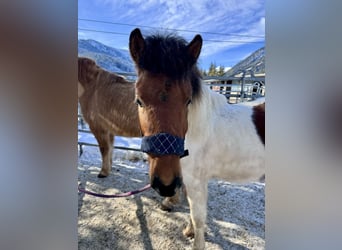 Huçul / Hucul / Huzul Mix, Stallone, 2 Anni, 134 cm, Pezzato