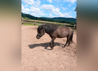 Huçul / Hucul / Huzul, Stallone, 5 Anni, 136 cm, Baio scuro