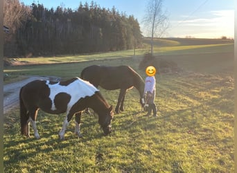 Huçul, Jument, 13 Ans, 135 cm, Pinto