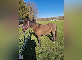 Huçul, Jument, 2 Ans, 130 cm, Bai brun