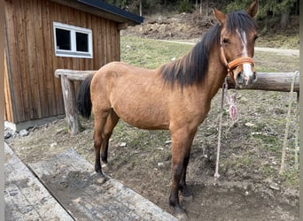 Huçul Croisé, Jument, 2 Ans, 150 cm, Bai