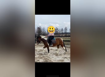 Huçul, Jument, 3 Ans, 138 cm, Pinto