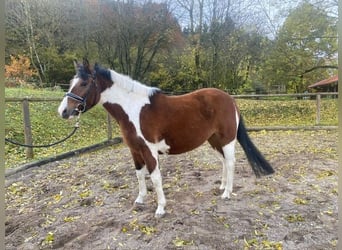 Huçul, Jument, 3 Ans, 140 cm, Pinto