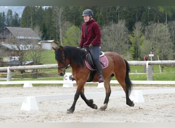 Huçul, Jument, 4 Ans, 144 cm, Isabelle