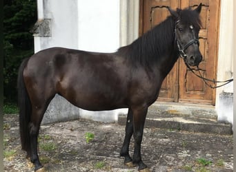 Huçul, Jument, 5 Ans, 142 cm, Noir