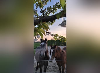 Huçul Croisé, Jument, 5 Ans, 145 cm, Gris