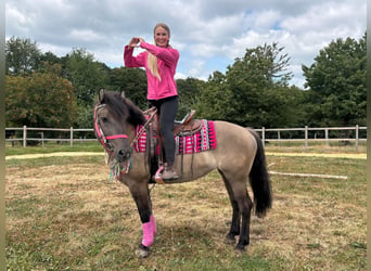 Huçul Croisé, Jument, 5 Ans, 150 cm, Grullo