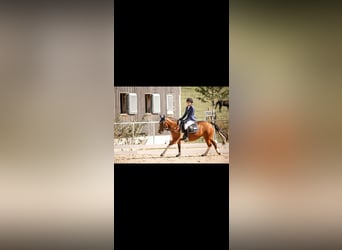 Huçul, Jument, 6 Ans, 138 cm, Pinto