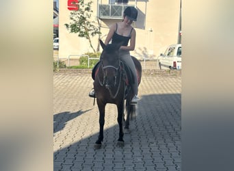 Huçul, Jument, 7 Ans, 145 cm, Bai brun