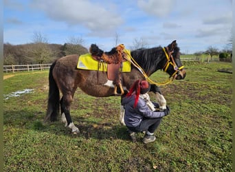 Huçul, Jument, 7 Ans, 146 cm