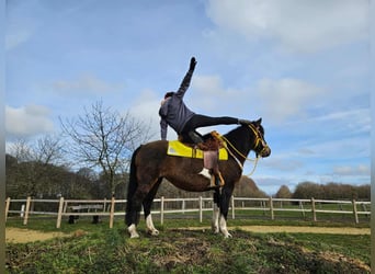 Huçul, Jument, 7 Ans, 146 cm