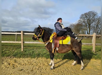 Huçul, Jument, 7 Ans, 146 cm