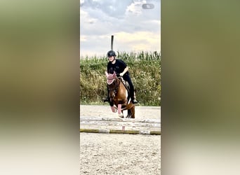 Huçul, Jument, 8 Ans, 142 cm, Pinto