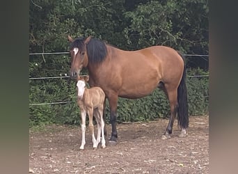 Huçul, Jument, 8 Ans, 148 cm, Bai