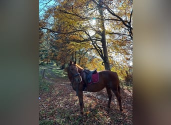 Hucul Mix, Mare, 10 years, 14,1 hh, Chestnut-Red