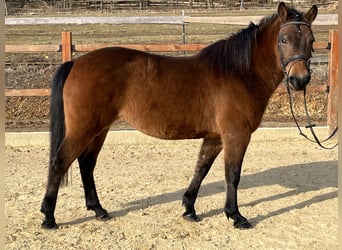 Hucul, Mare, 10 years, 14 hh, Brown