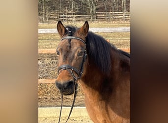 Hucul, Mare, 10 years, 14 hh, Brown