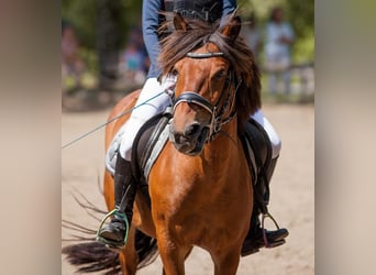Hucul, Mare, 11 years, 12.3 hh, Brown