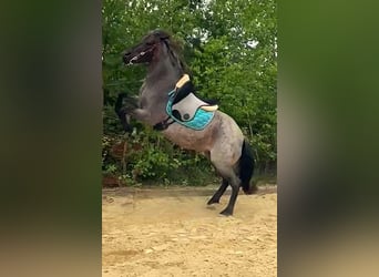 Hucul, Mare, 11 years, 14 hh, Brown Falb mold