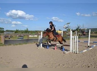 Hucul Mix, Mare, 12 years, 12.2 hh