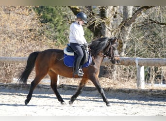 Hucul, Mare, 12 years, 14.1 hh, Dun