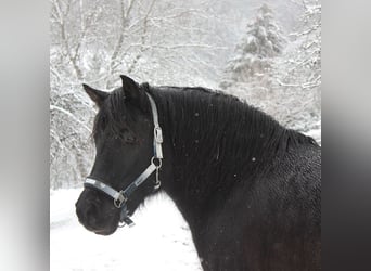 Hucul, Mare, 14 years, 13,3 hh, Black