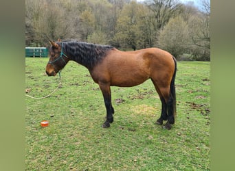 Hucul Mix, Mare, 14 years, 14.2 hh, Bay