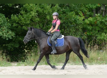 Hucul, Mare, 14 years, 14.2 hh, Black