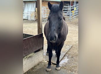 Hucul, Mare, 16 years, 13.1 hh, Black